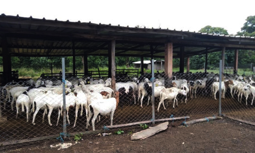 Agriculture