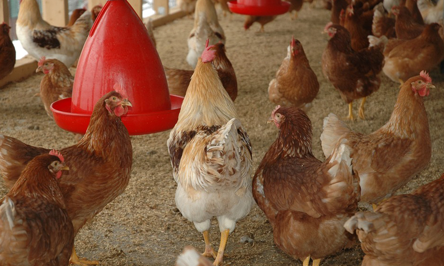 Vision de la Ferme